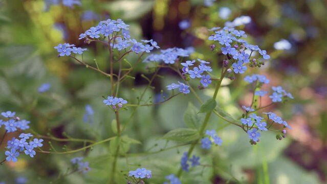 Largeleaf brunnera (Brunnera macrophylla) knows also as Siberian bugloss, great forget-me-not  or heartleaf, variety Silver Heart. Blue flowers blooming in garden close up.  