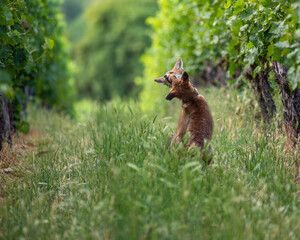 Cute young red foxes - Vulpes vulpes - playing in a vineyard