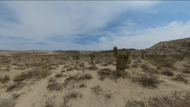 Joshua Tree Hiking in Red Rock Canyon Mojave Desert 01 California USA