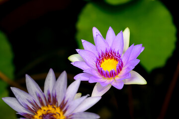 purple lotus flower