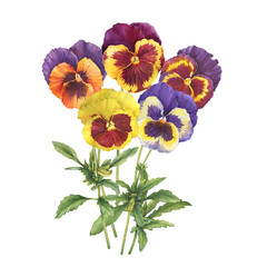 Bouquet with yellow, orange and violet garden pansy flower (viola, arvensis, heartsease, violet, kiss-me-quick). Hand drawn botanical watercolor painting illustration isolated on white background - 619359925