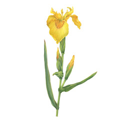 Stem with flowers of the European yellow Iris pseudacorus with bud (the yellow flag, yellow iris, or water flag). Watercolor hand drawn painting illustration, isolated on white background - 619359946