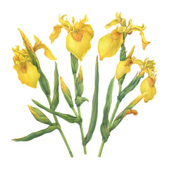 Set with flowers of the European yellow Iris pseudacorus with bud (the yellow flag, yellow iris, or water flag). Watercolor hand drawn painting illustration, isolated on white background - 619360196