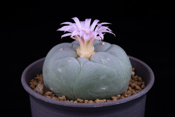 Spectacular Cactaceae Beauty Closeup Image of Blooming Pink Flower of Lophophora Cactus in Dark...