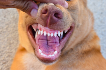 Close-up of a dog teeth inside the dog's mouth