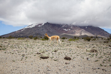 Vigogne sauvage devant volcan &Eacute;quateur