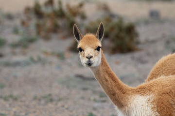 Vigogne sauvage Équateur