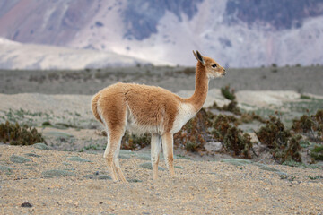 Vigogne sauvage &Eacute;quateur