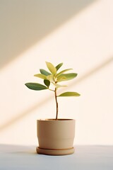 Young plant thriving in a pot, captured during the morning light, minimalistic and clean style, highlighting the concept of sustainability and the beauty of simple, green living. Generative AI.