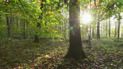 Golden sunrise illuminates oak forest with sunbeams