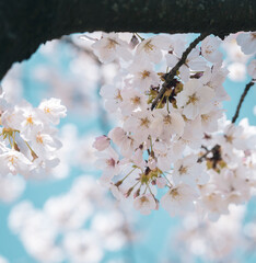 Beautiful cherry blossom sakura in spring time