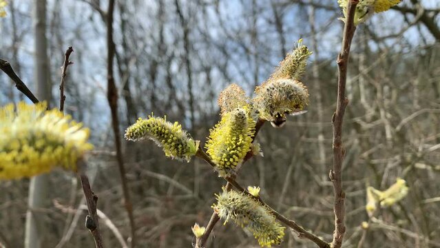 bee fly pollinates willow catkins. Also known as humbleflies. Bombyliidae