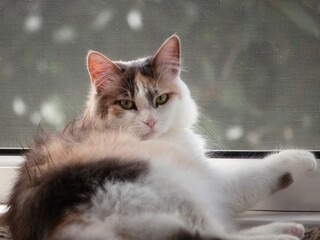 Close-up portrait of a cute tricolor cat