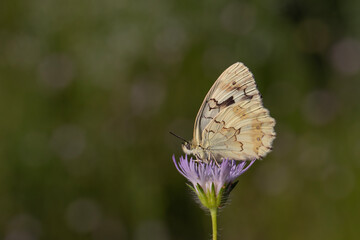 large butterfly on scabies, Syrian Marbled White, Melanargia syriaca