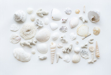 Fototapeta na wymiar Seashells aesthetic layout. Monochrome summery background.