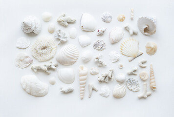 Seashells aesthetic layout. Monochrome summery background.
