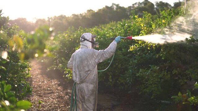 Farmer sprays insecticide on lemon trees