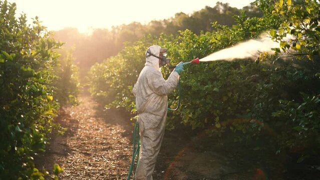 Farmer sprays insecticide on lemon trees