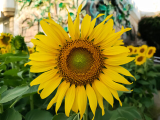 Obraz premium The sunflower looks like a big bloom.