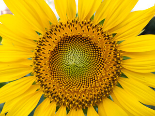 Naklejka premium sunflower pollen