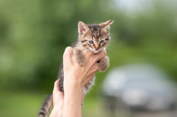 Cute little kitten sitting on the palm of a woman. isolated on dark background. Newborn baby cat on female hand. Kitten on a palm of a hand. Very little kitten with adorable eyes in female hand