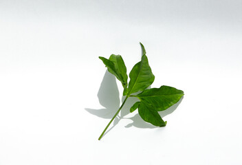 Green leaf on white background
