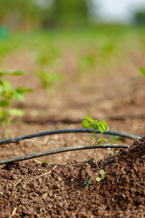 Indian farming cotton baby tree, small plant grow in farm