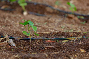 Indian farming cotton baby tree, small plant grow in farm