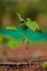 Indian farming cotton baby tree, small plant grow in farm