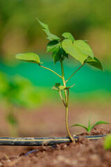 Indian farming cotton baby tree, small plant grow in farm