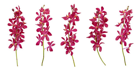 Set of cut out red mokara orchids stem isolated on white background