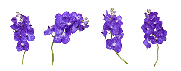 Set of cut out blue vanda orchids stem isolated on white background on summer season