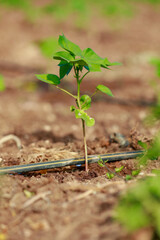 Indian farming cotton baby tree, small plant grow in farm
