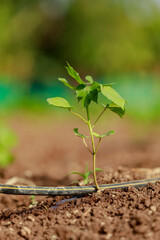 Indian farming cotton baby tree, small plant grow in farm