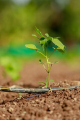 Indian farming cotton baby tree, small plant grow in farm