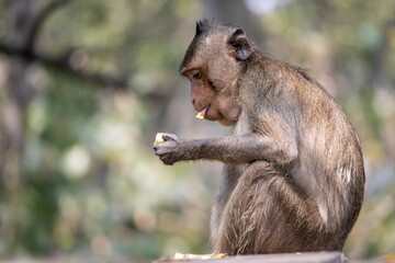 Macaque eats banana in tropical nature, Thailand