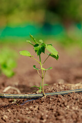Indian farming cotton baby tree, small plant grow in farm