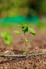 Indian farming cotton baby tree, small plant grow in farm