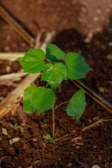 Indian farming cotton baby tree, small plant grow in farm