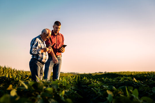 Two farmers in a field examining soy crop while using tablet at sunset.