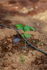 Indian farming cotton baby tree, small plant grow in farm