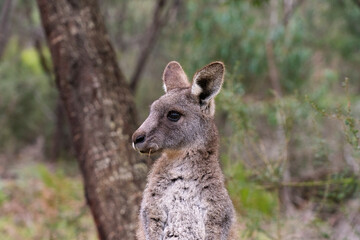 Eastern Grey Kangaroo Close-up