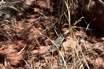 Lizard in its natural habitat