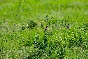 Bird perched on a plant in a lush green grassy field on a sunny day