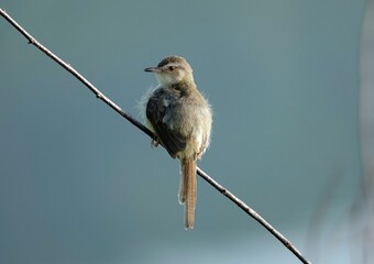 Closeup shot of a Plain Prinia perched on a tree branch