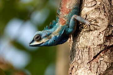 A closeup shot of a Calotes mystaceus on a tree