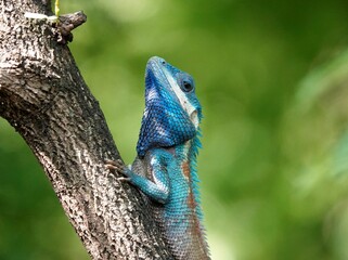 Shot of a Calotes mystaceus reptile perched on a branch in a natural habitat