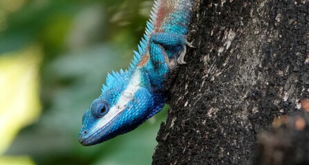 Blue crested lizard perched on a tree in a lush tropical environment, basking in the warm sunlight