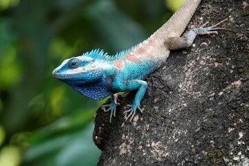 Naklejka na ściany i meble Blue crested lizard perched on a tree in a lush tropical environment, basking in the warm sunlight