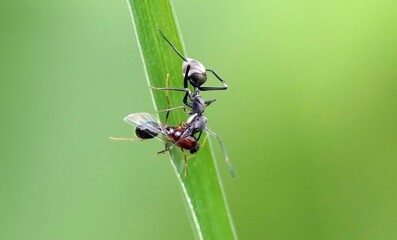 Fly and an ant standing in close proximity on a green leaf